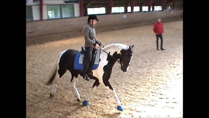 Pinto Blis (kat. 1 pony) - Dressur-kursus ved landstræner David Amager. Undskyld kvaliteten, men det er tager ud fra en video. billede 8