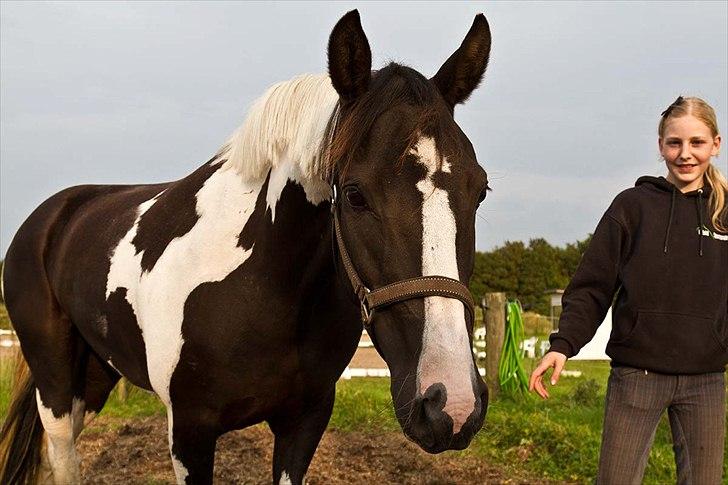 Pinto Blis (kat. 1 pony) - Første dag jeg havde hende på prøve. billede 7