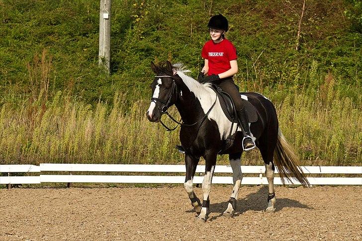 Pinto Blis (kat. 1 pony) billede 9