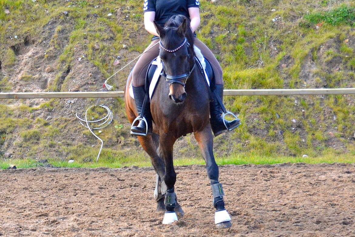 Welsh Cob (sec D) Albrechtshoeve Niels Cornelis - d. 21 oktober 2011  billede 7