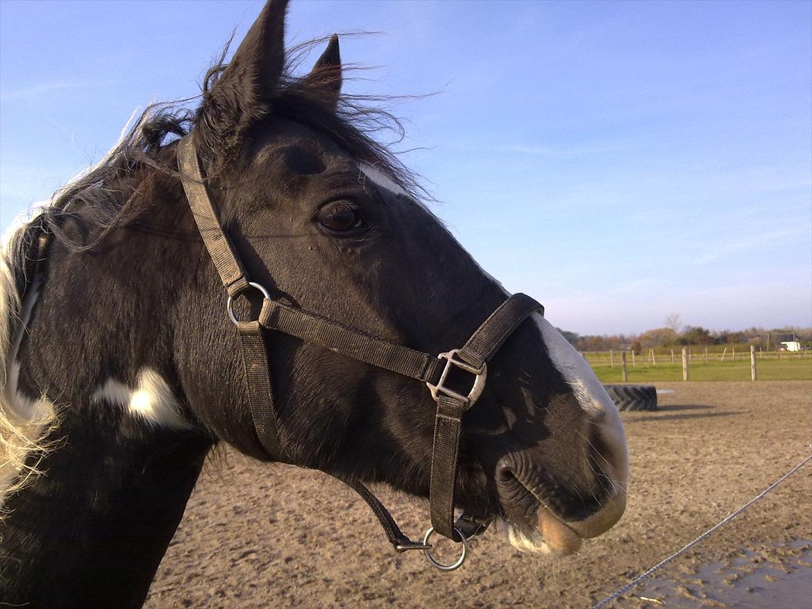 Pinto Minja - læg mærke til hendes hals der er et hjerte <33

fra d. 22-10-2011 billede 10