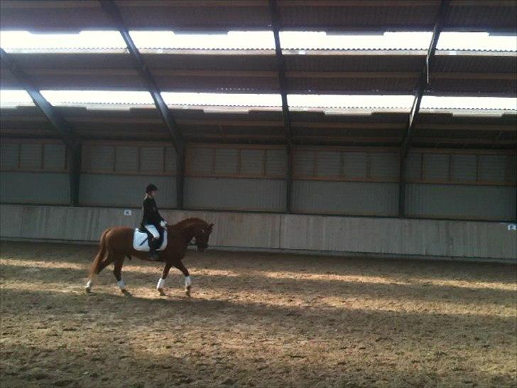 Anden særlig race Ravnsagergaards Torino - Til stævne i Hirk
2 plads <3

Unskyld dårlig kvalitet:-/ Men det er taget ud fra video billede 16