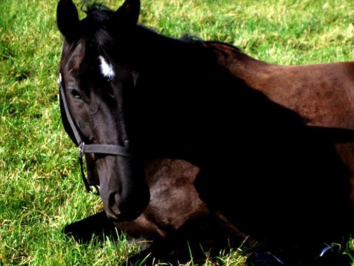 Trakehner Satori Birkedommergård - Foldbilled 2011 billede 3