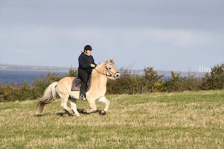 Fjordhest Fabian billede 18