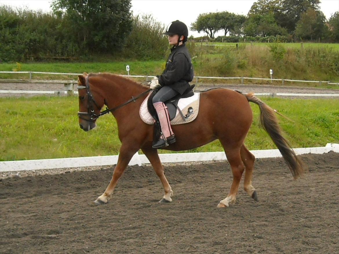 Anden særlig race Fanny - til stævne<3<3
''på mjr'' billede 15