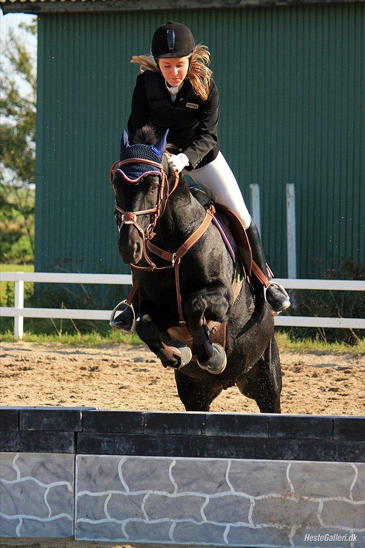 New Forest Lillie-Lund'S Vicki Bell - FOTO: Laura Bogut 25. september 2011 billede 9