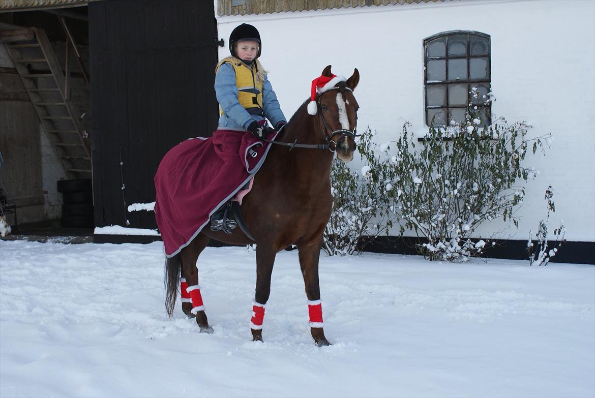 Welsh Pony (sec B) roza vrouwelijk - roza med juleudstyr på  billede 1