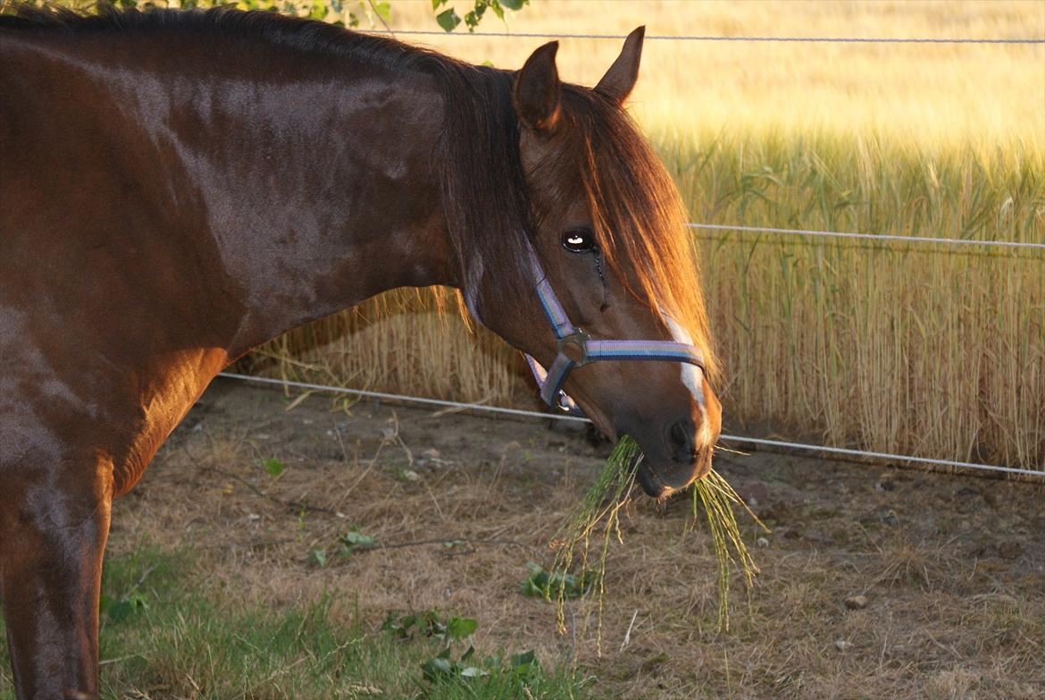 Welsh Pony (sec B) roza vrouwelijk - roza på sommergræs  billede 3