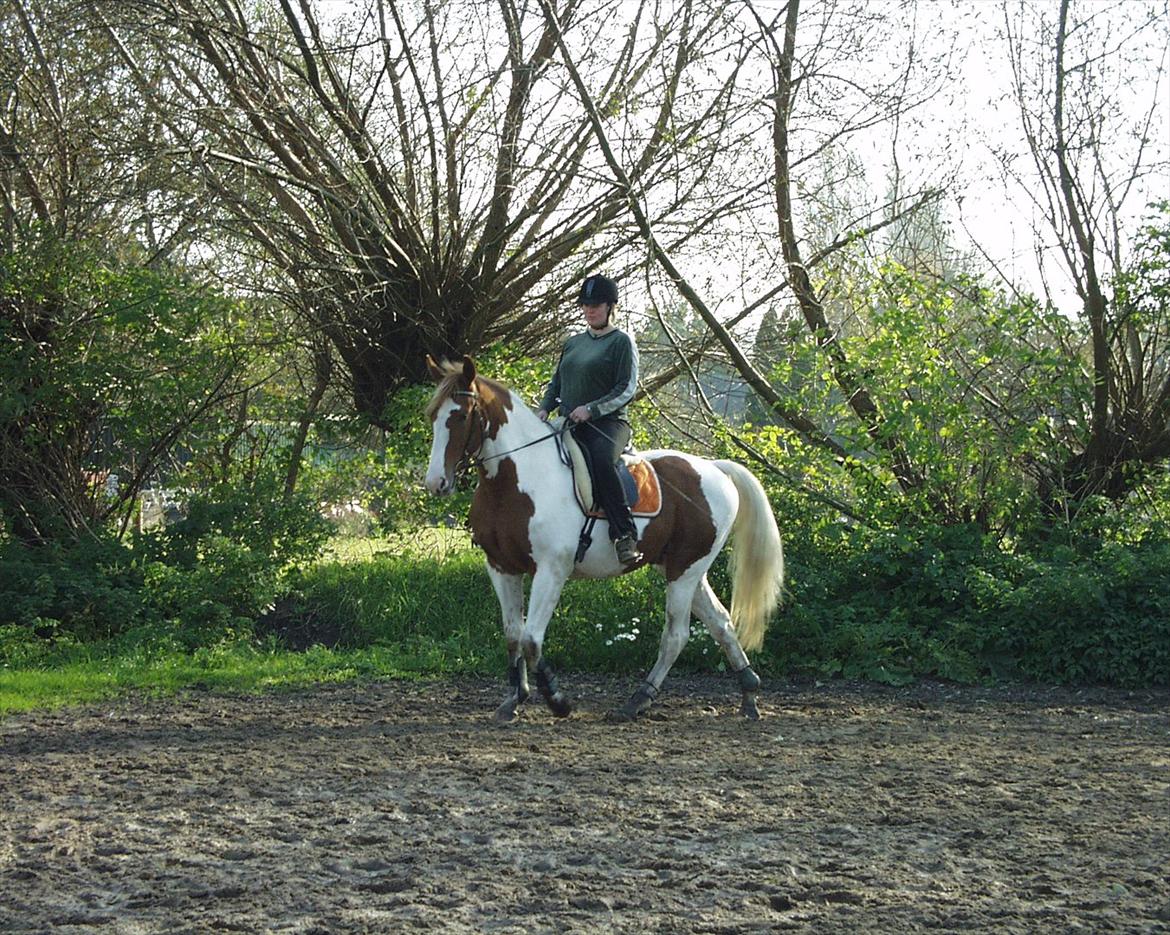 Anden særlig race Olivar - Solgt - Det her ser bare så idyllisk ud :o)
4. gang jeg rider ham efter jeg har købt ham billede 3