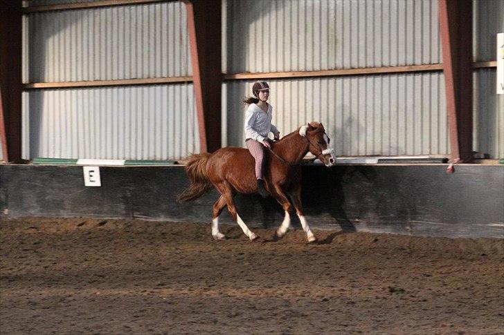 Anden særlig race Fireball - MinBedsteVen <3 - kærlighed er, at give en anden person magten til at ødelægge dig fuldstændig, men samtidig stole på at personen aldrig ville gøre det mod dig...
Bidløs ridning <3 billede 7