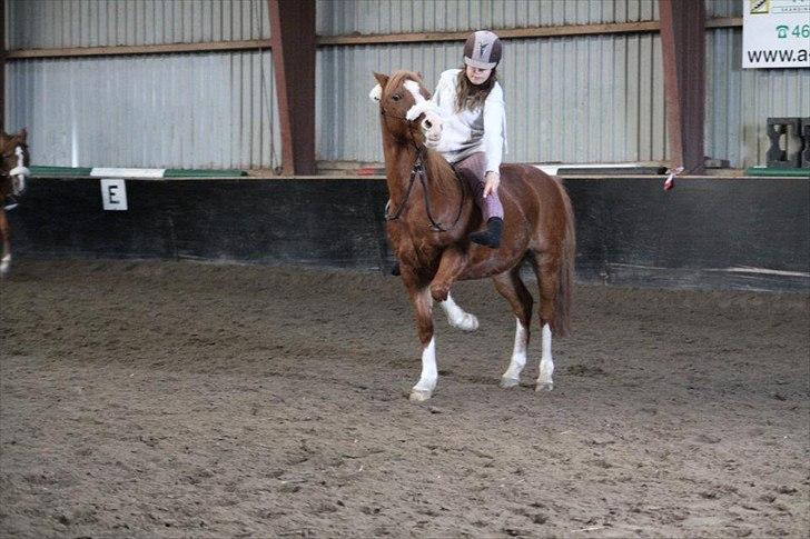 Anden særlig race Fireball - MinBedsteVen <3 - "Everybody deserves somebody who makes them look forward to tomorrow" billede 16