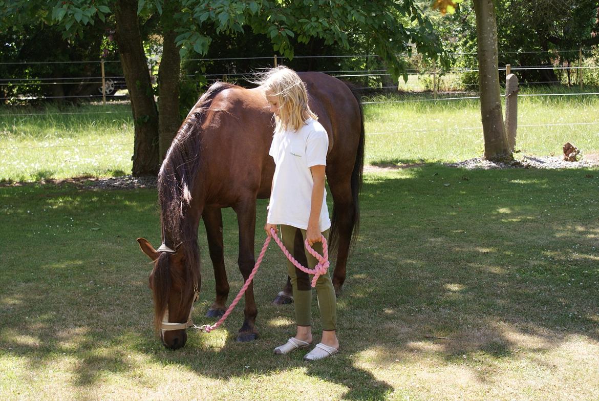 Welsh Pony (sec B) roza vrouwelijk - mig der går tur med roza i haven  billede 7