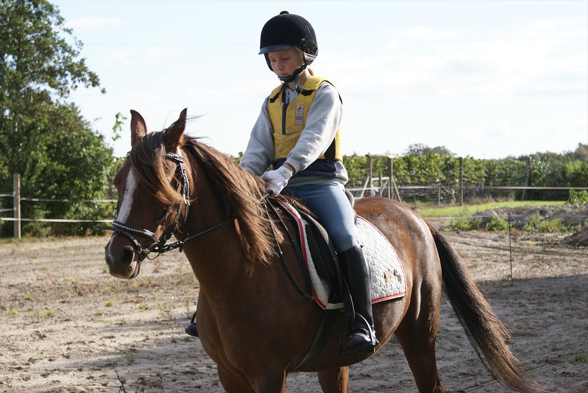 Welsh Pony (sec B) roza vrouwelijk - mig og roza der får rideundervisning 
:)  billede 9