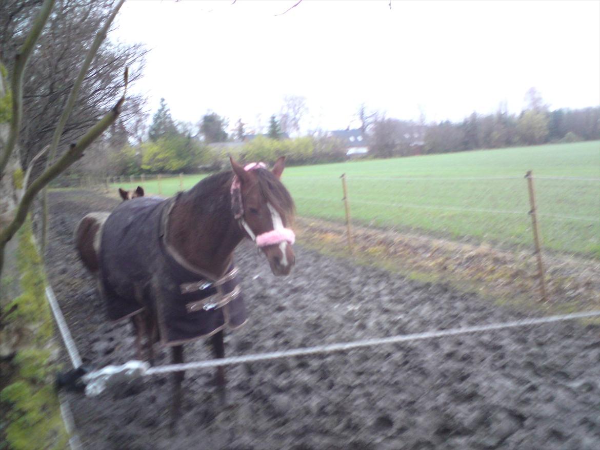 Welsh Pony (sec B) roza vrouwelijk - roza på jordfold billede 10