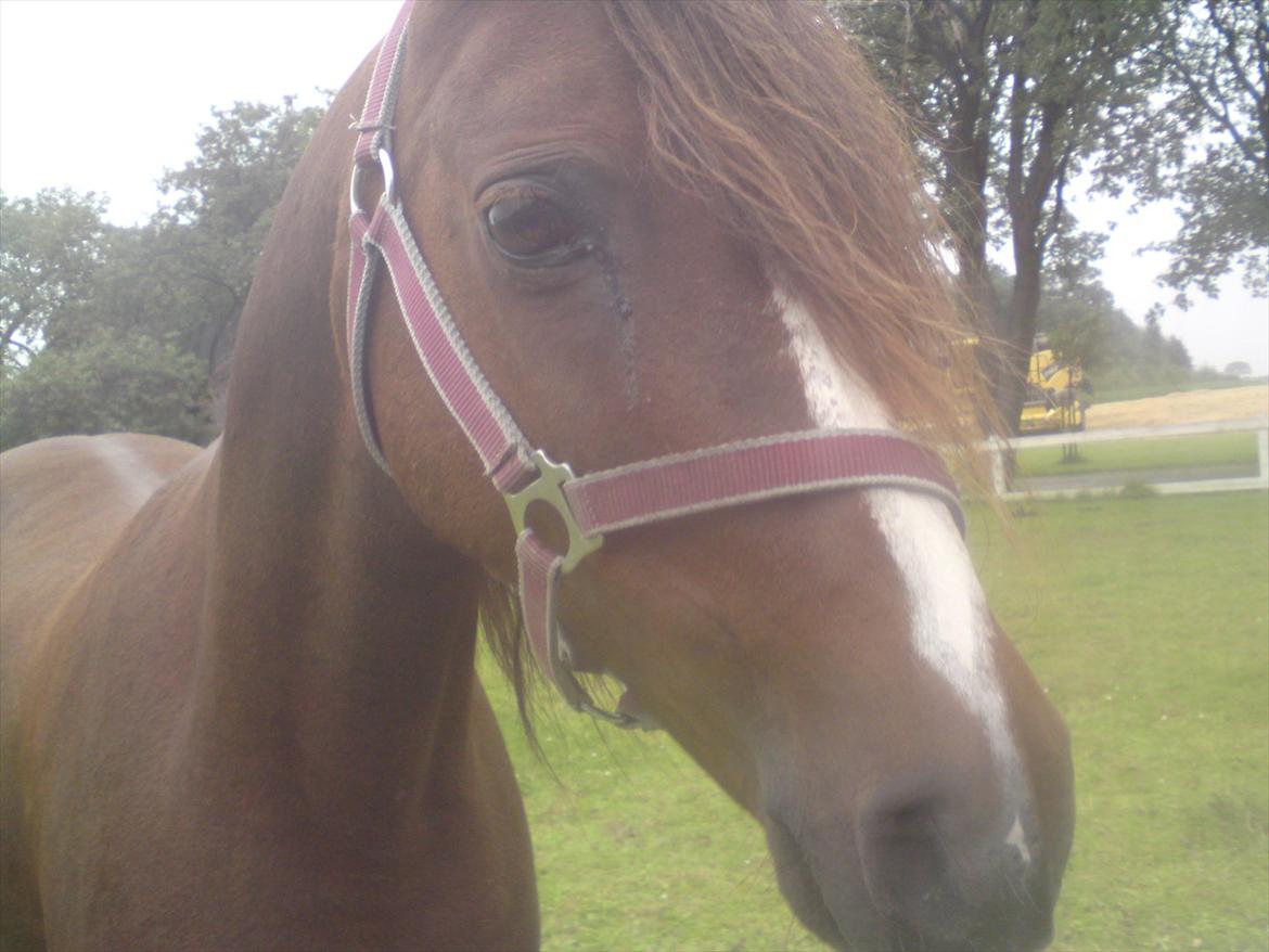 Welsh Pony (sec B) roza vrouwelijk - min lille prinsesse roza på sommergræs hos naboen  billede 11