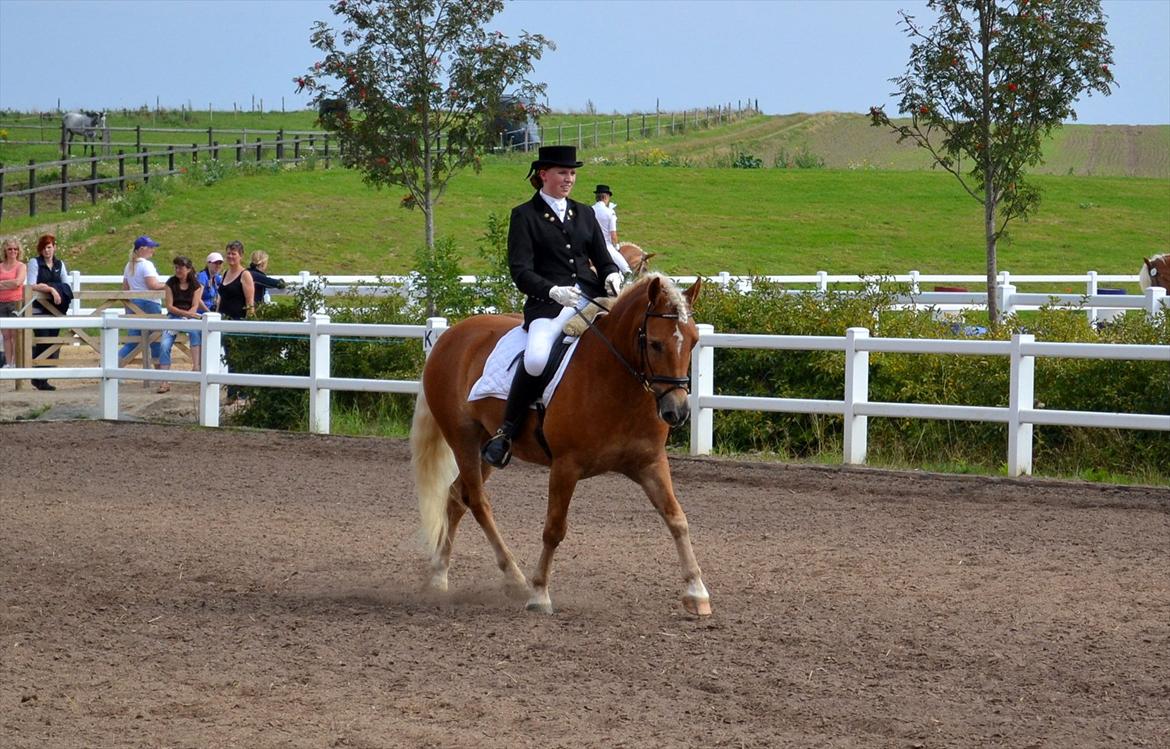 Haflinger WELTENSTOLZ - DM for haflingere 2011 Foto: CHJ PICTURES - chjpictures.weebly.com billede 19