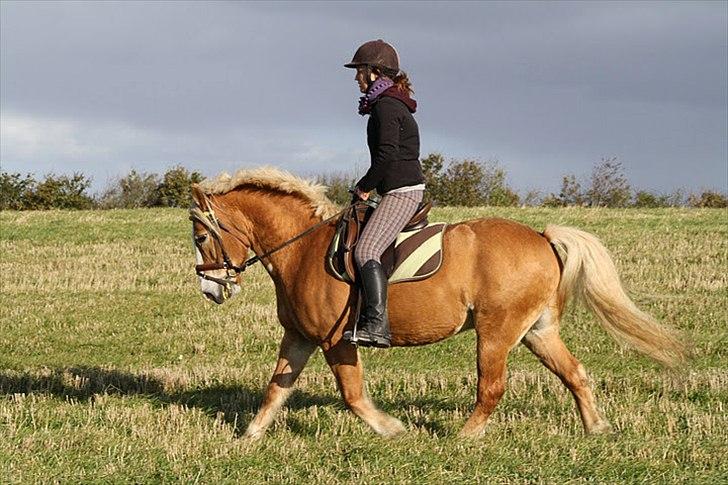 Haflinger Kentucky billede 7