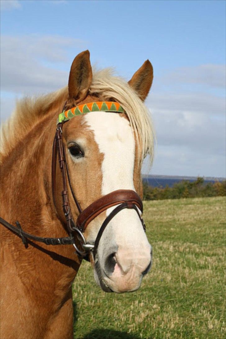 Haflinger Kentucky billede 3