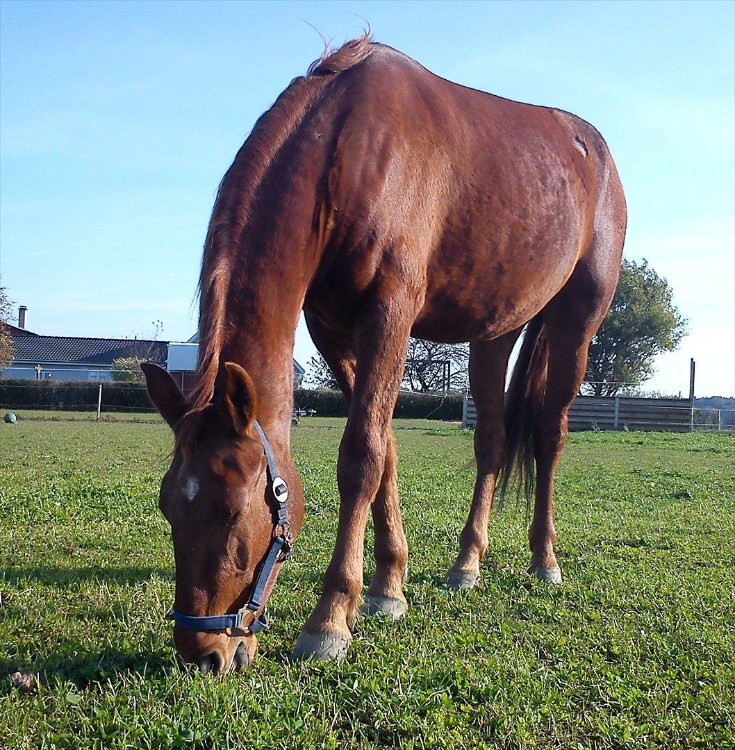 Frederiksborg Assing (Bøgelunds Pixel) Givet væk<3 billede 1