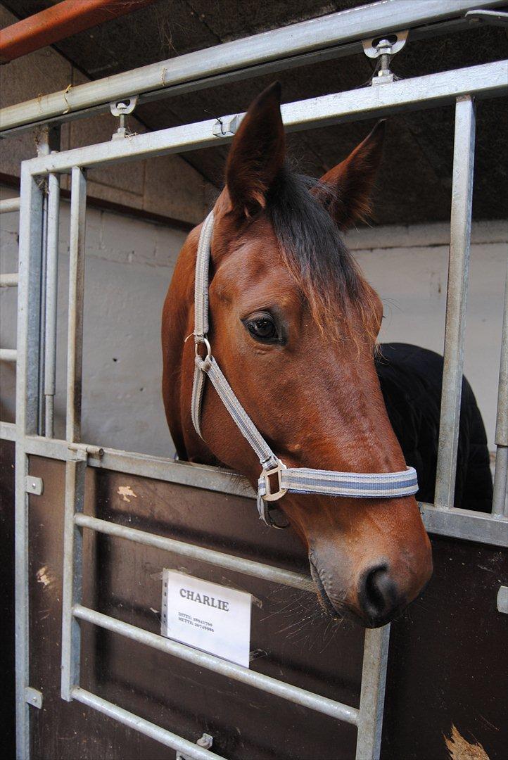 Standardbred Pettachi | Charlie - Foto: Far | Lækkermåsen Charlie. billede 2