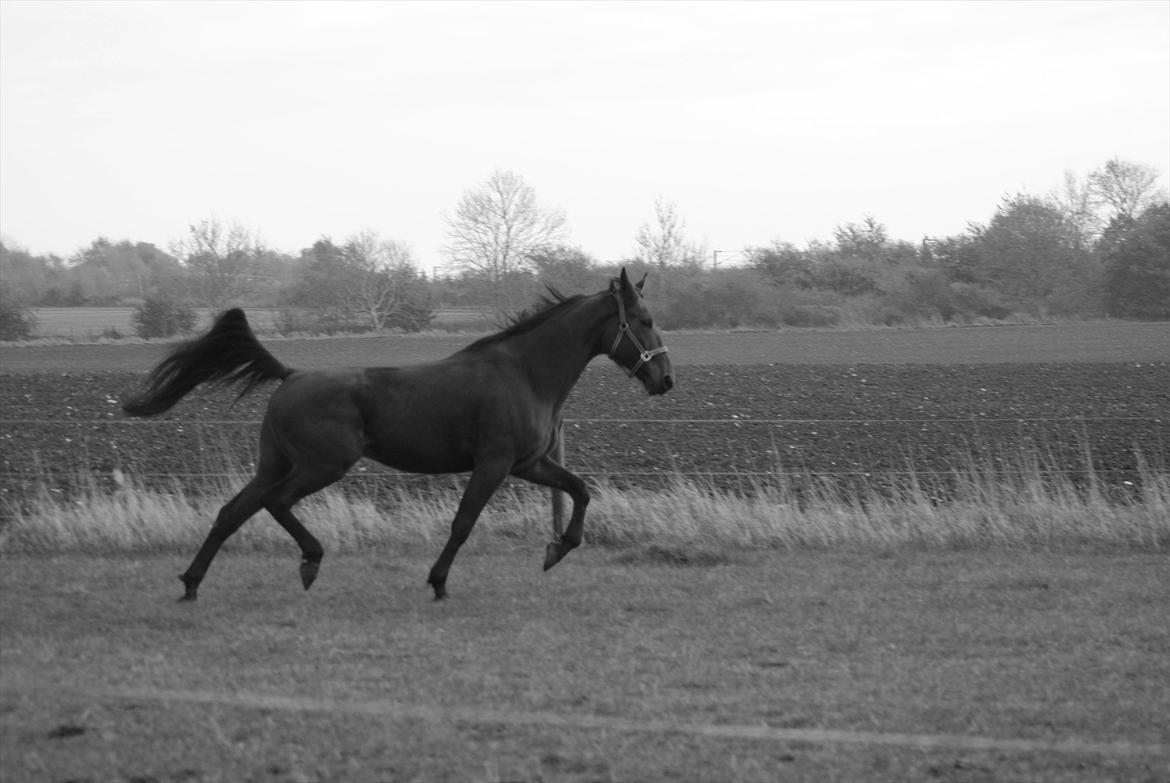 Standardbred Pettachi | Charlie - Foto: Far | Han gør sig lige lidt lækker over de  nye damer :) billede 5