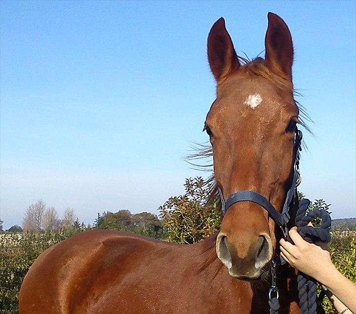 Frederiksborg Assing (Bøgelunds Pixel) Givet væk<3 billede 2