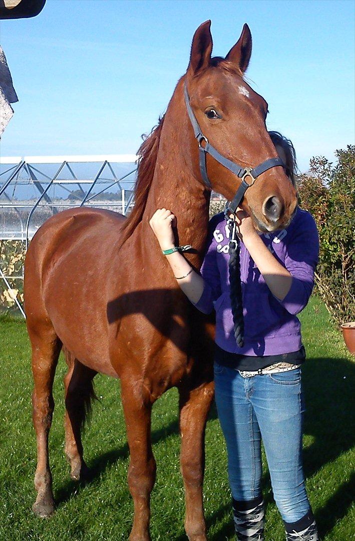 Frederiksborg Assing (Bøgelunds Pixel) Givet væk<3 billede 3