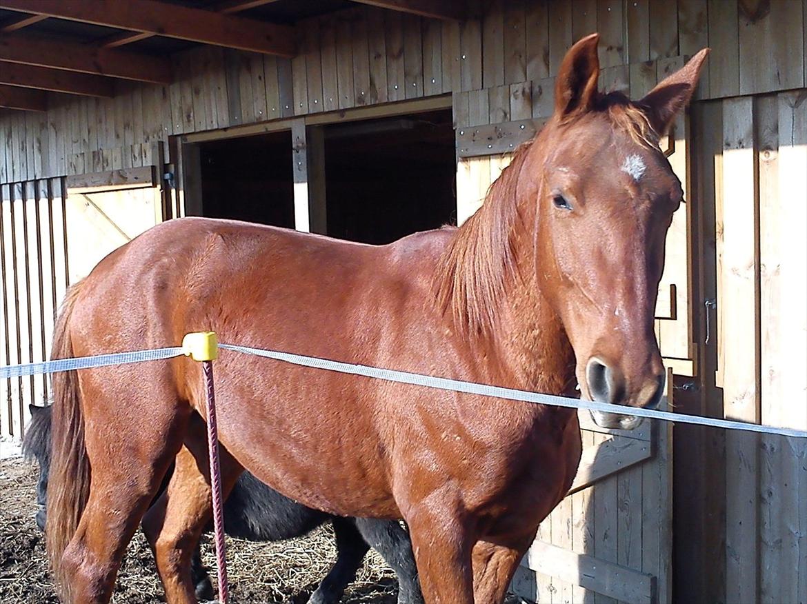 Frederiksborg Assing (Bøgelunds Pixel) Givet væk<3 billede 6