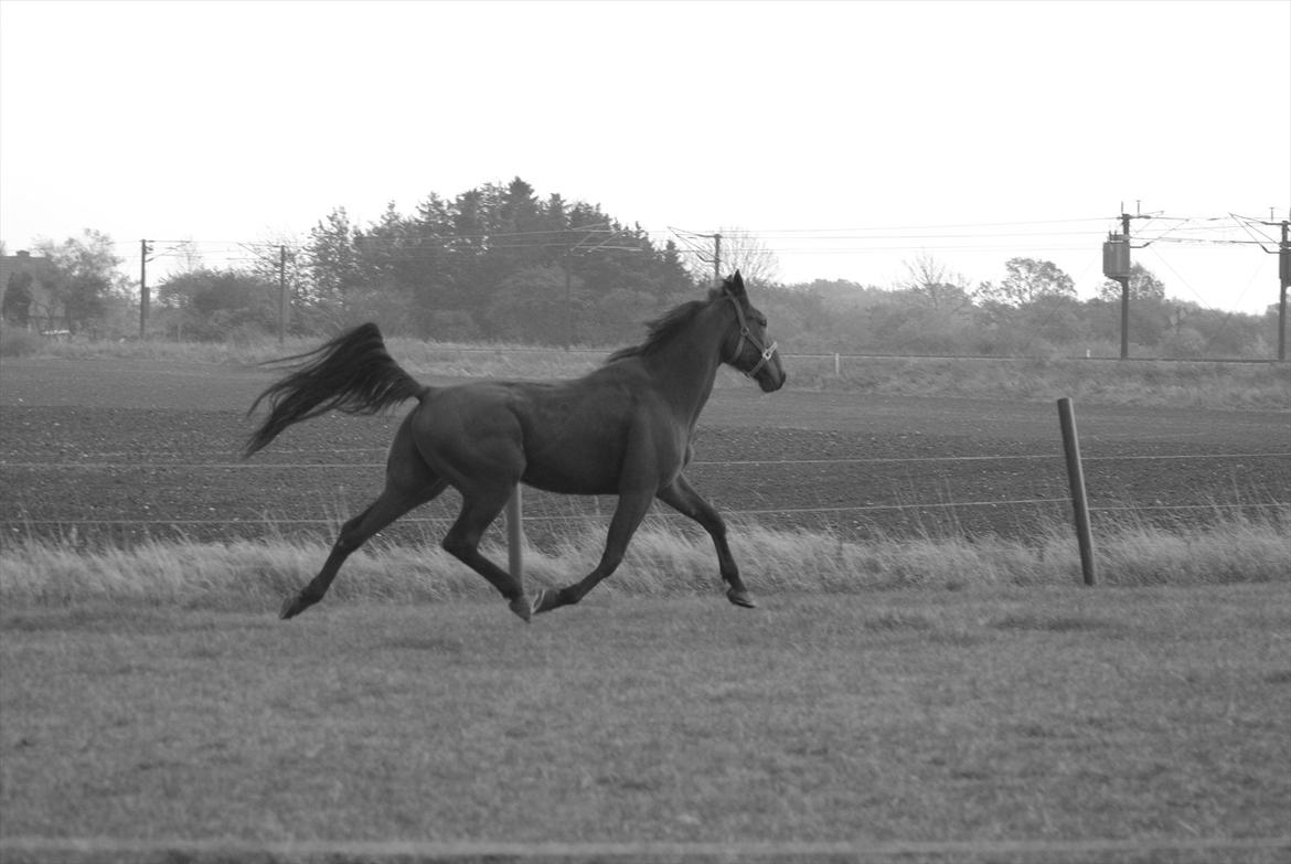 Standardbred Pettachi | Charlie - Foto: Far | Min flyvende engel. <3 billede 6