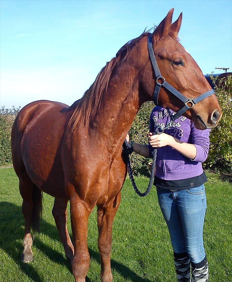 Frederiksborg Assing (Bøgelunds Pixel) Givet væk<3 billede 7