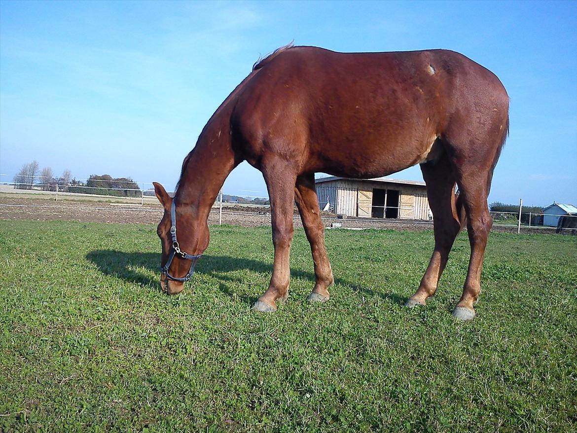 Frederiksborg Assing (Bøgelunds Pixel) Givet væk<3 billede 11