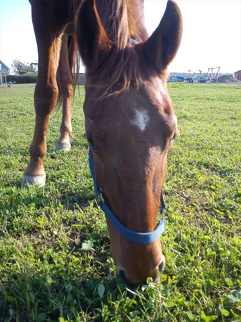 Frederiksborg Assing (Bøgelunds Pixel) Givet væk<3 billede 12