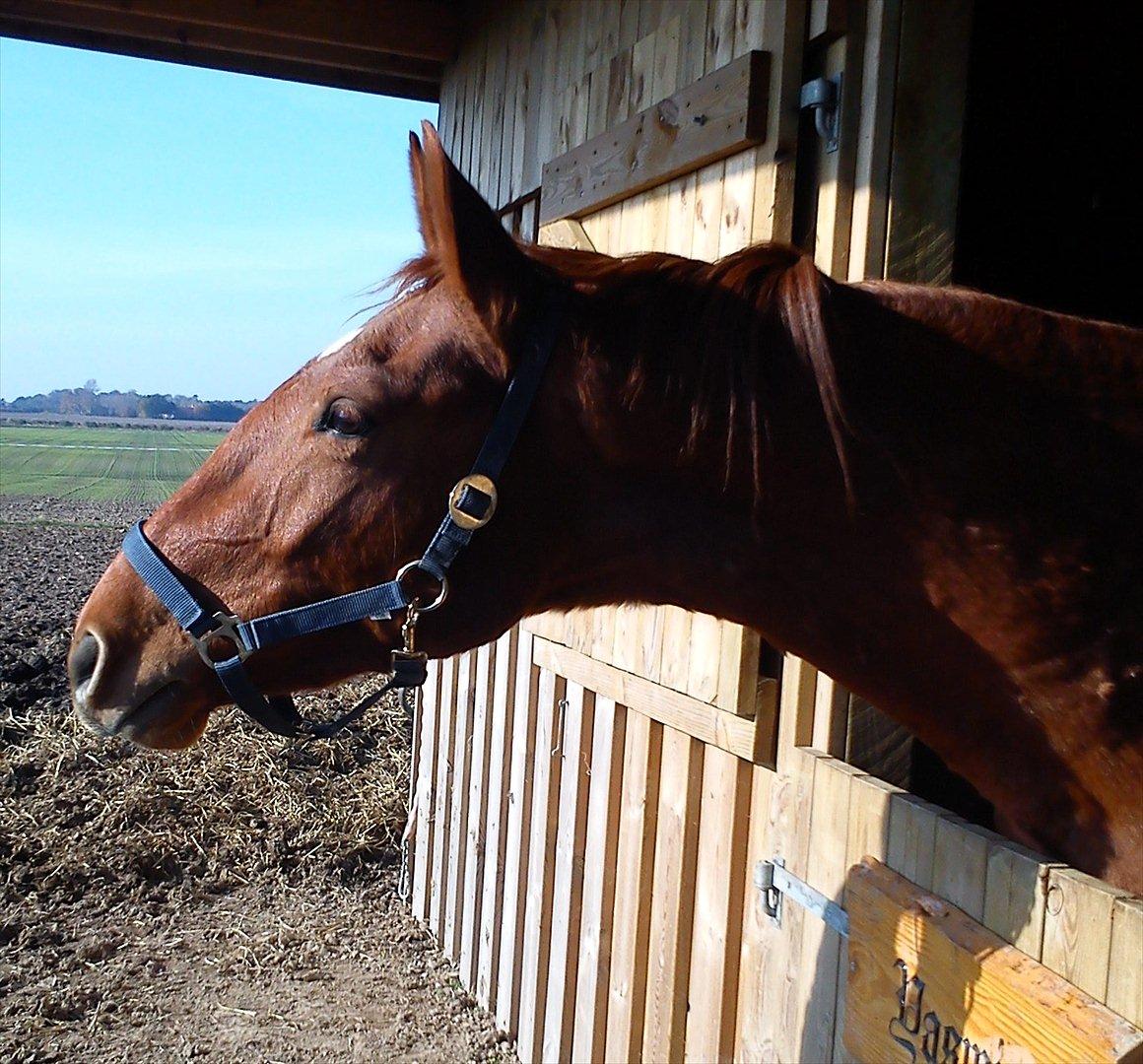 Frederiksborg Assing (Bøgelunds Pixel) Givet væk<3 billede 13
