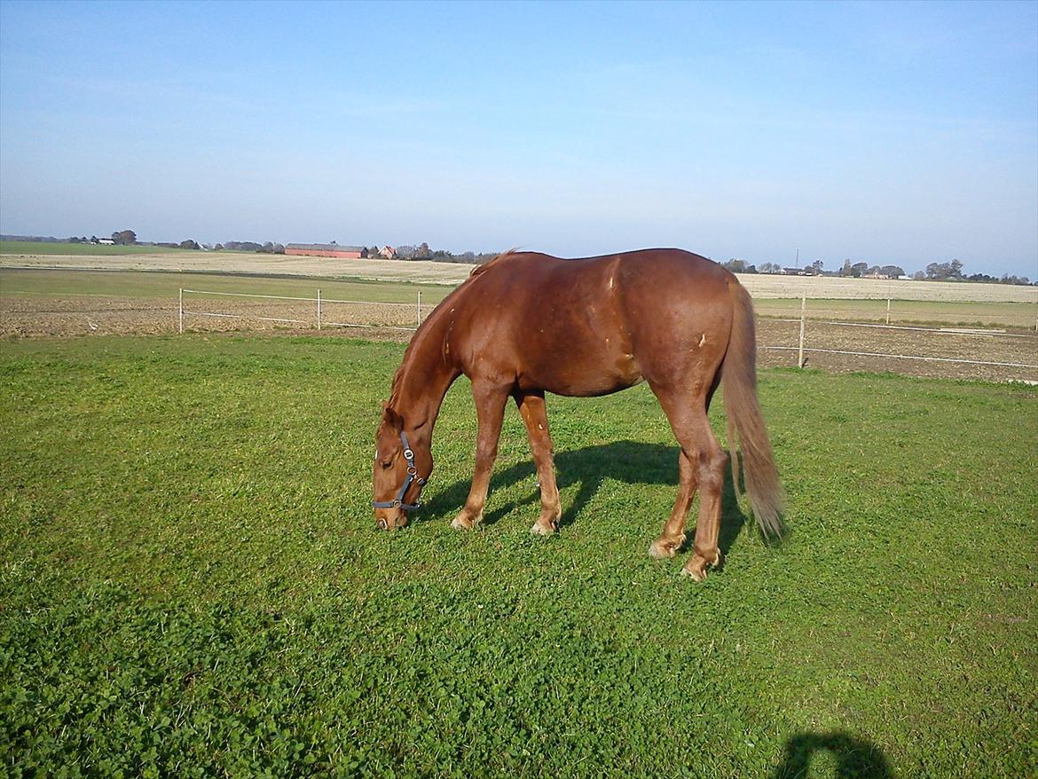 Frederiksborg Assing (Bøgelunds Pixel) Givet væk<3 billede 15