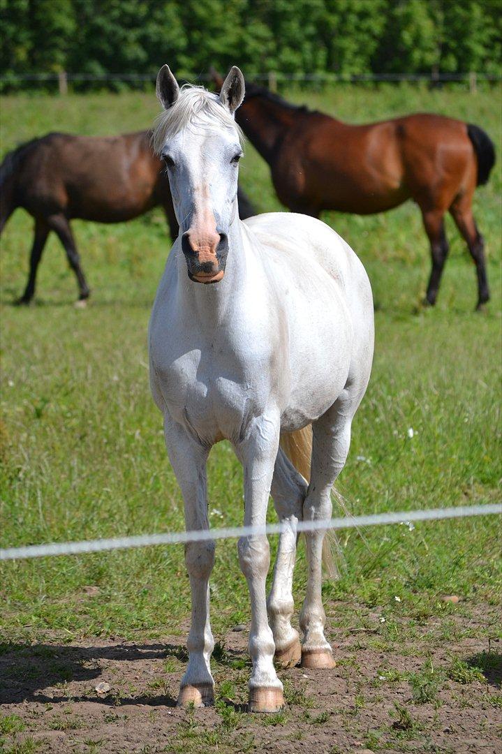 Hollandsk Sportspony Fyrstenborgs Meritza billede 14