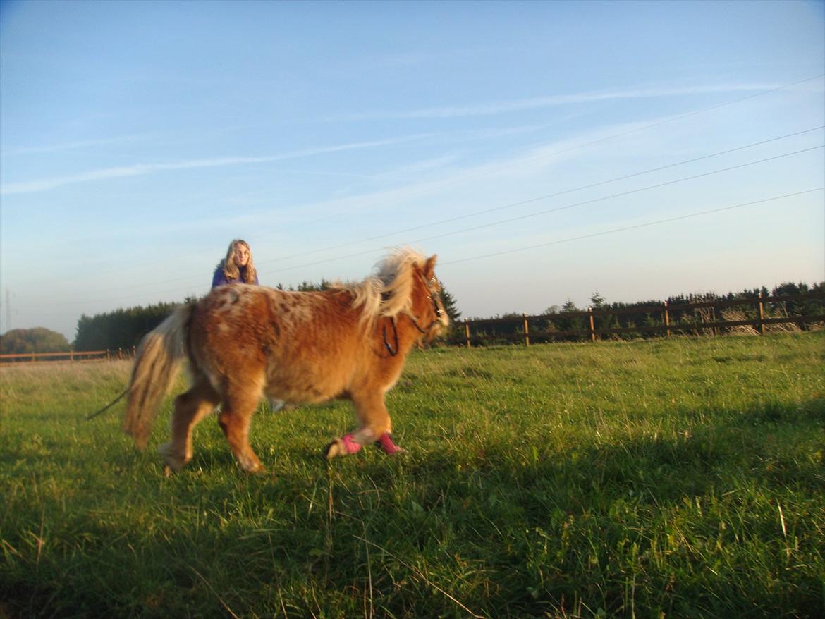 Miniature Thunder  - thunder i longe for første gang<3 billede 15