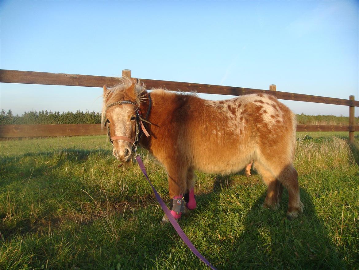 Miniature Thunder  - du ligner en rigtig western pony ;D<3 billede 16