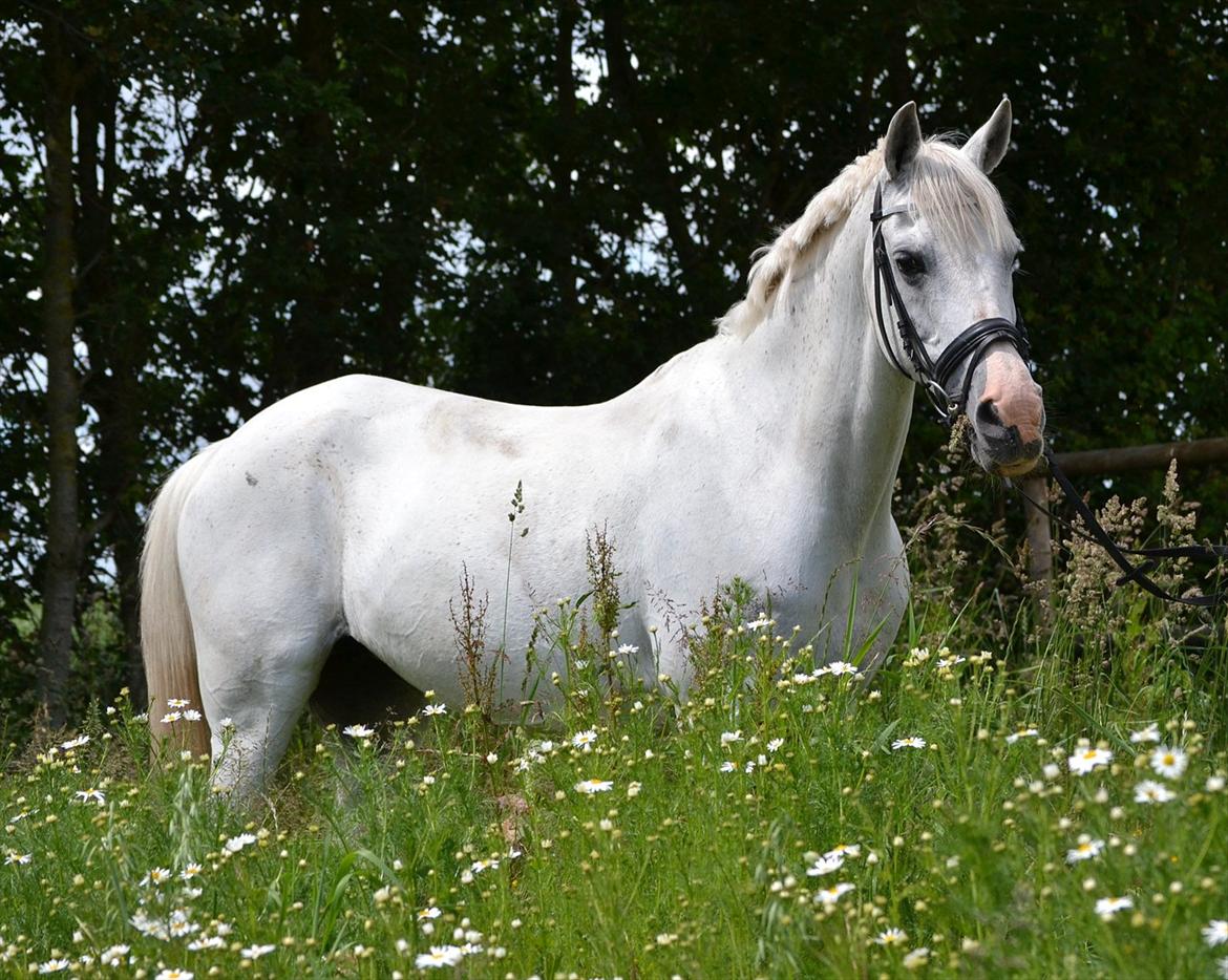 Hollandsk Sportspony Fyrstenborgs Meritza billede 3
