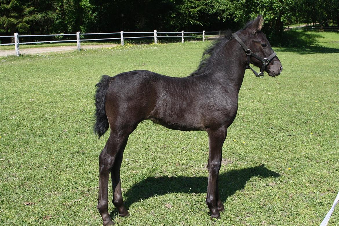 Barockpinto Tothøjlunds Freja billede 1