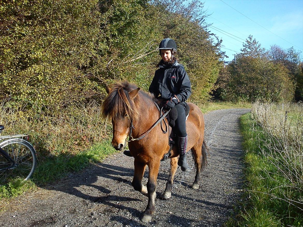 Islænder Dagfari fra jestrup <3 - Skridte skridte.. Oktober 2011 billede 4