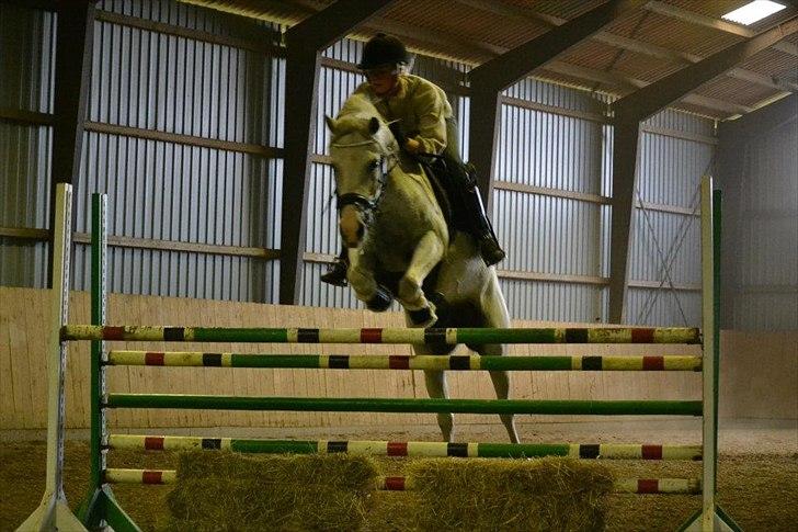 Hollandsk Sportspony Fyrstenborgs Meritza billede 19