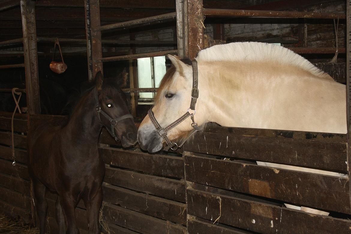 Barockpinto Tothøjlunds Freja billede 2