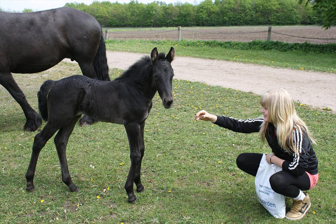 Barockpinto Tothøjlunds Freja billede 3