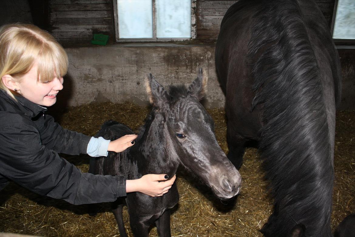 Barockpinto Tothøjlunds Freja billede 4