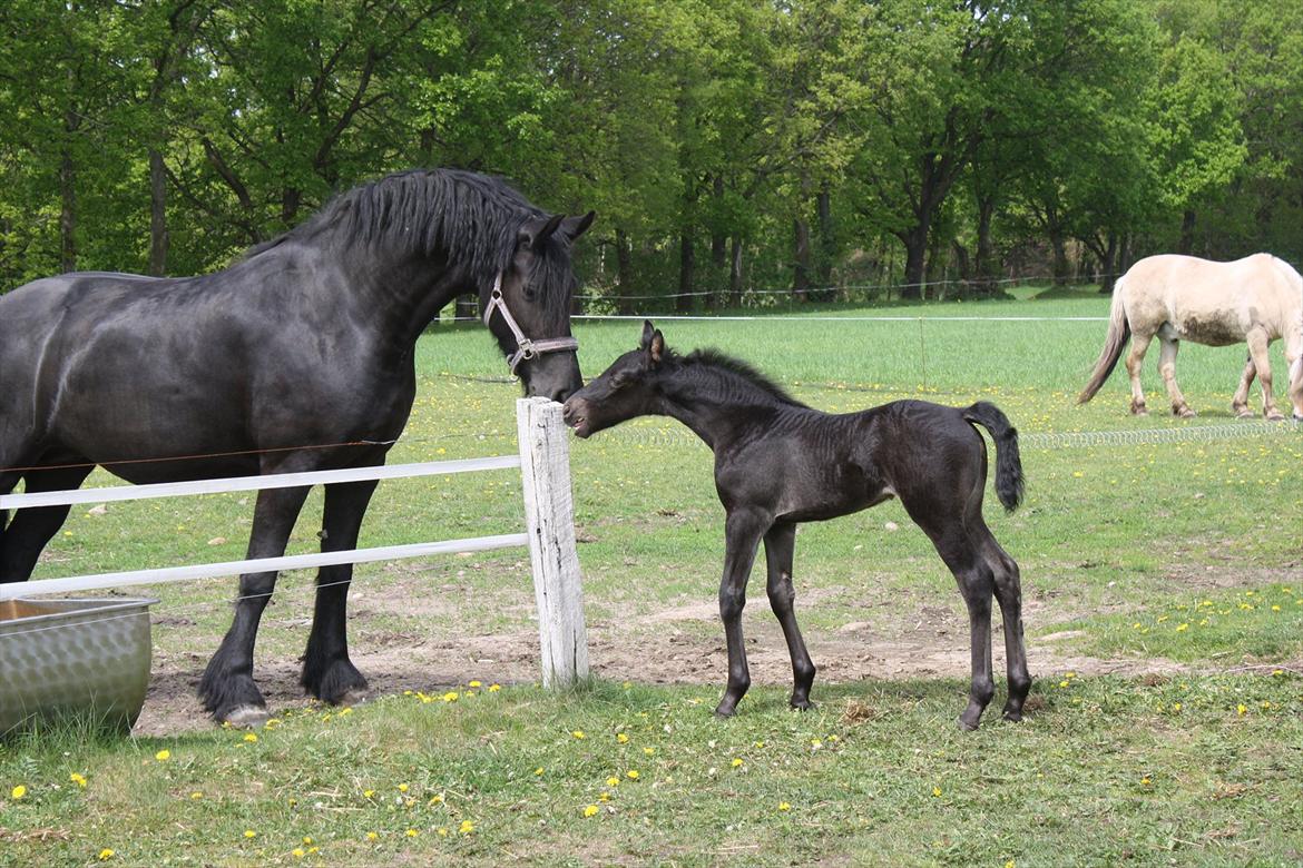 Barockpinto Tothøjlunds Freja billede 5