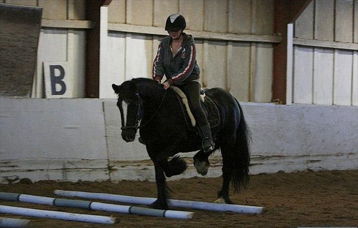 Irish Cob Sir Tonga | x - Part - Foto: AM | At løfte sine ben over bom, er sku noget han kan ! (;  billede 18