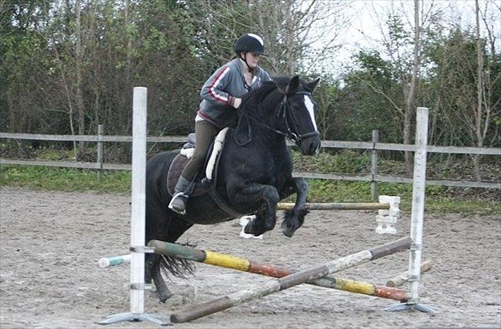 Irish Cob Sir Tonga | x - Part - Foto: AM | Et lille spring (: 
Ja, ved godt jeg sidder lidt sjovt ;)  billede 9