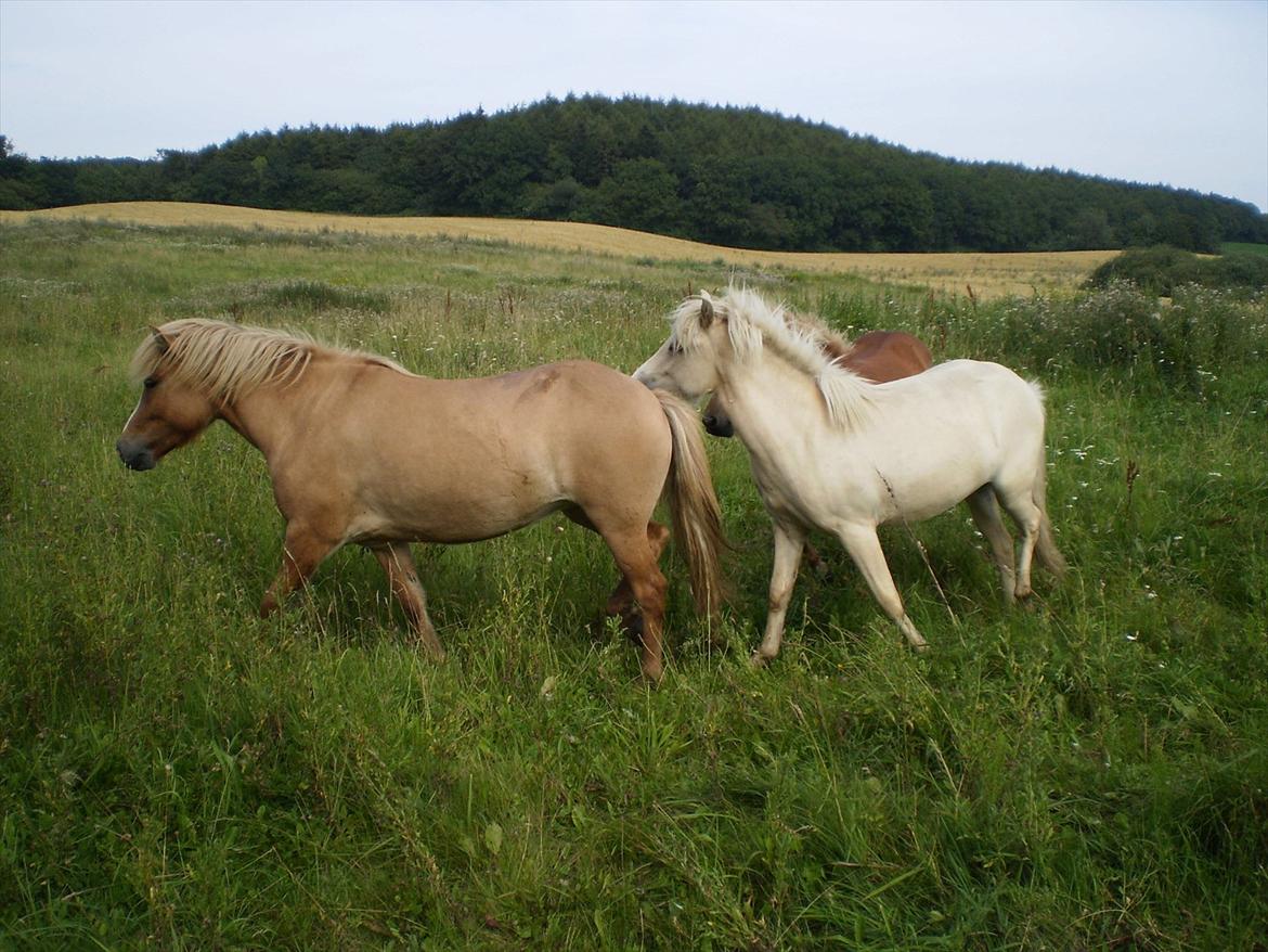 Islænder Bjørk fra Østrup - Bjørk og hendes søster Grila Sommer 2011 billede 19
