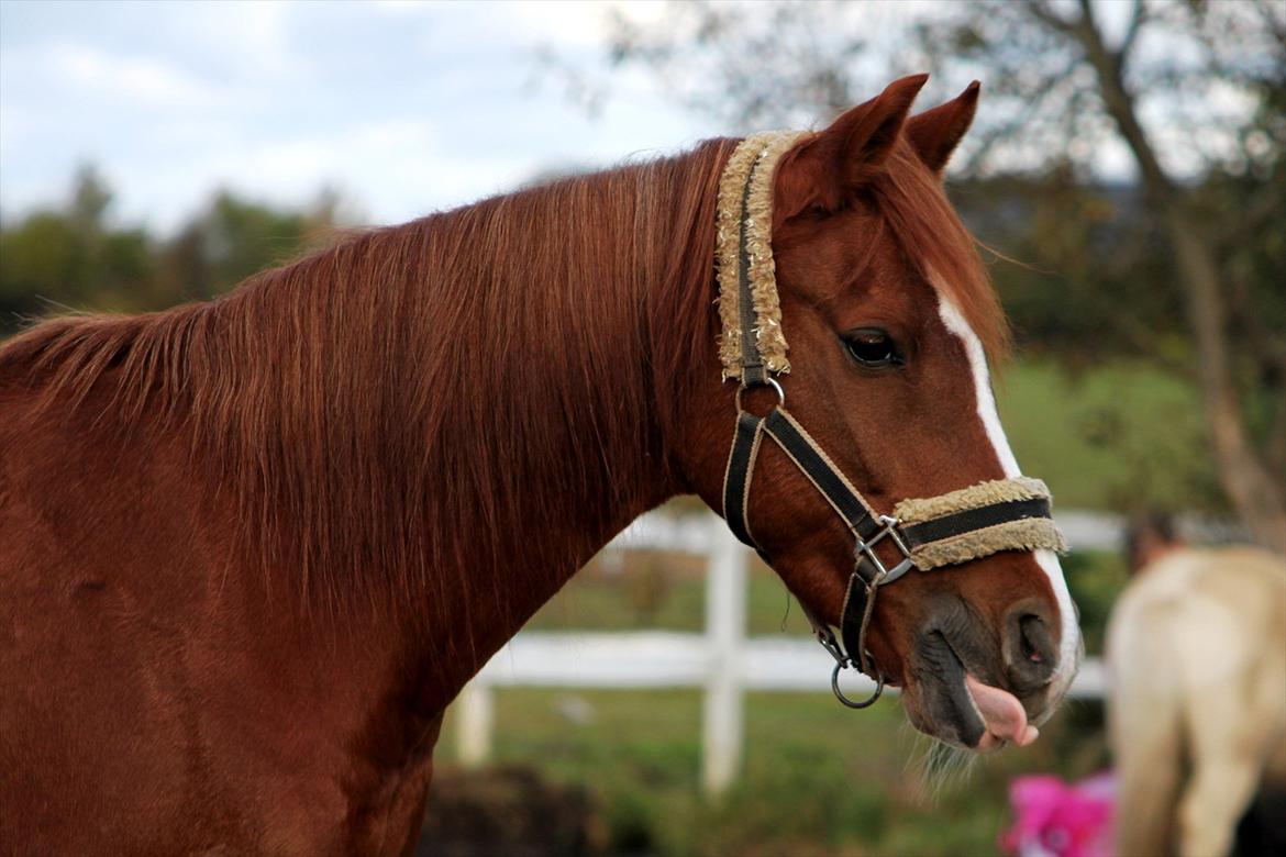 Anden særlig race Joy - Min frække pony rækker tunge - oktober 2011 [Fotograf: Simone Them Larsen] billede 9