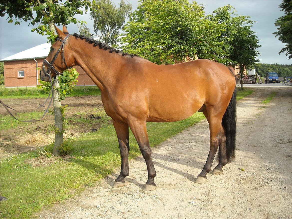 Dansk Varmblod Jackpot billede 7